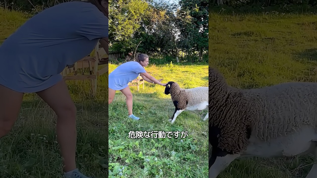 羊の頭突きの対処法