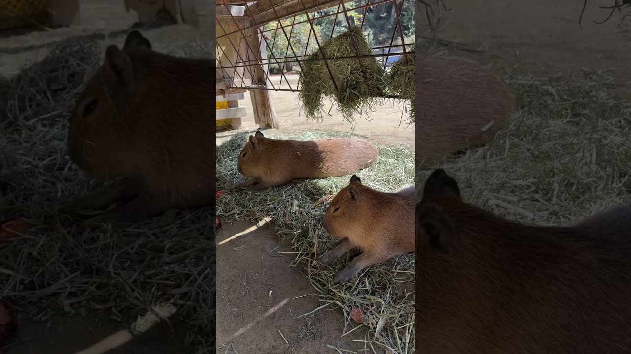 カピバラcapybara