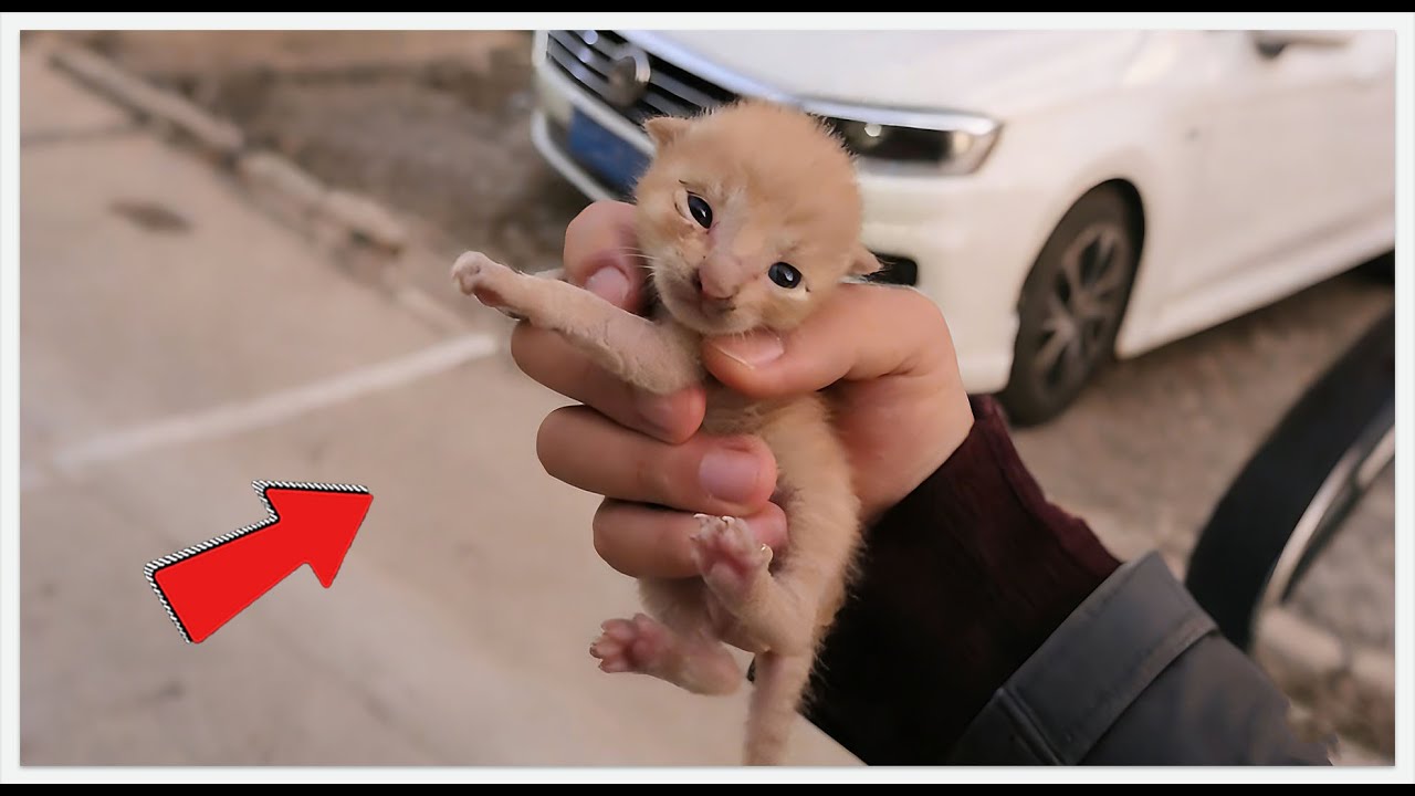 I Rescued a Starving Kitten, But It WON'T EAT! 😨 Is This the End?#cat #rescueefforts #rescue #pets