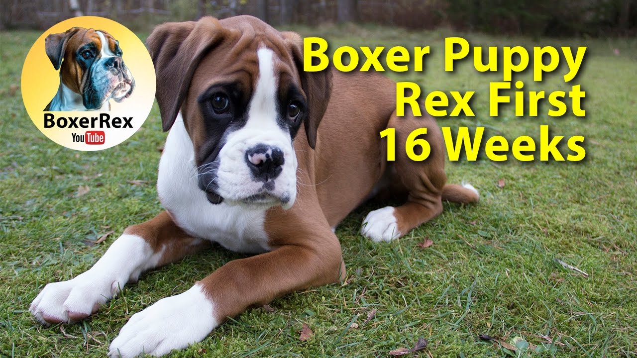 CUTE Boxer Puppy Rex First 16 Weeks ❤️ From Breeder To Home