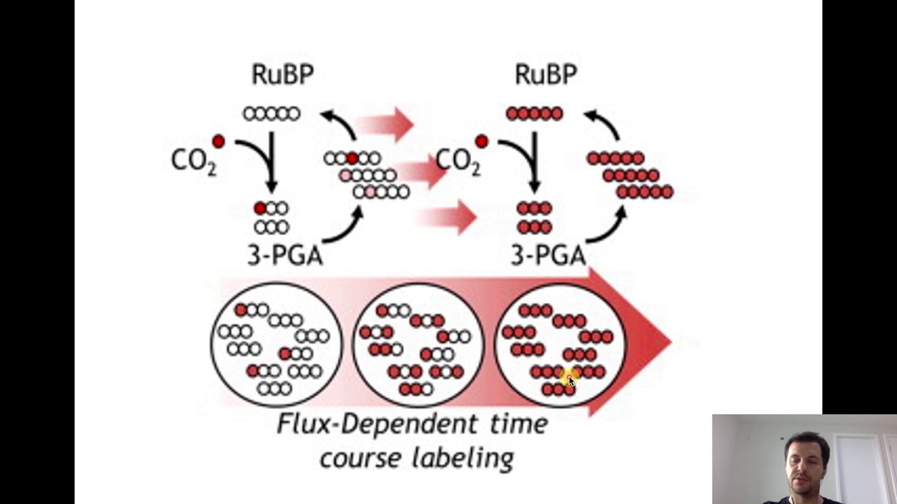 Metabolic flux analysis and futile cycles