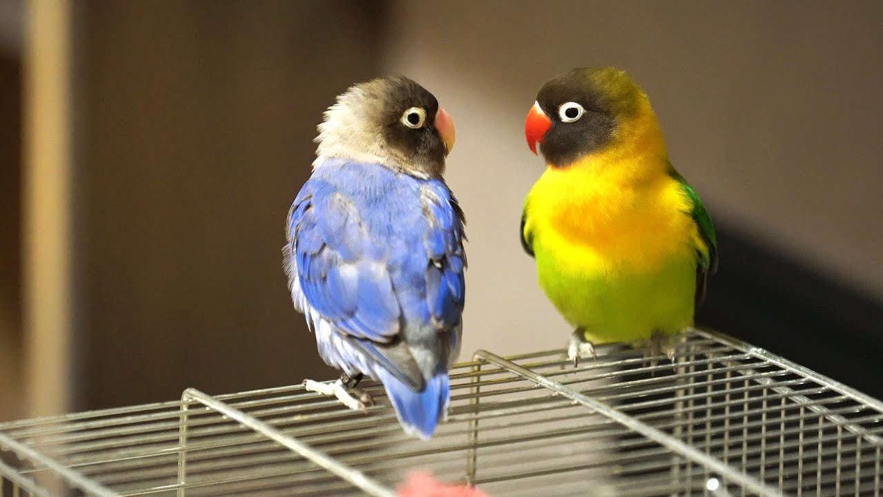 Chirping time 🏆💎🦜🎼🎵💖