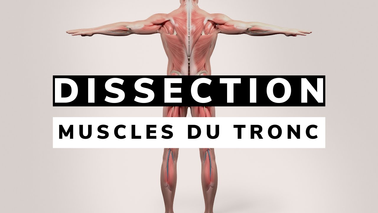 Révision ANATOMIE des MUSCLES du TRONC
