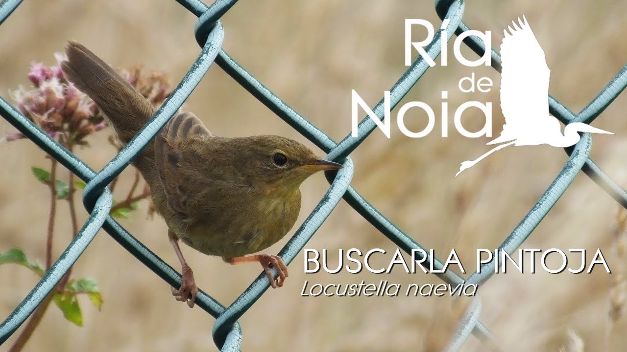Buscarla pintoja, Fulepa pintada (Locustella naevia) en el Monte Iroite. Ría de Noia