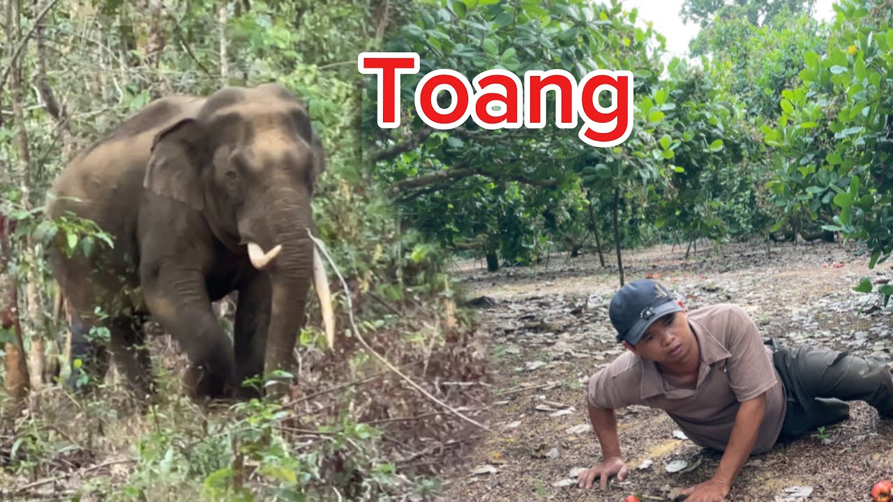 Suýt Thì Toang / Nhật Vlog Vấp Ngã Khi Voi Rừng Tiến Lại Gần