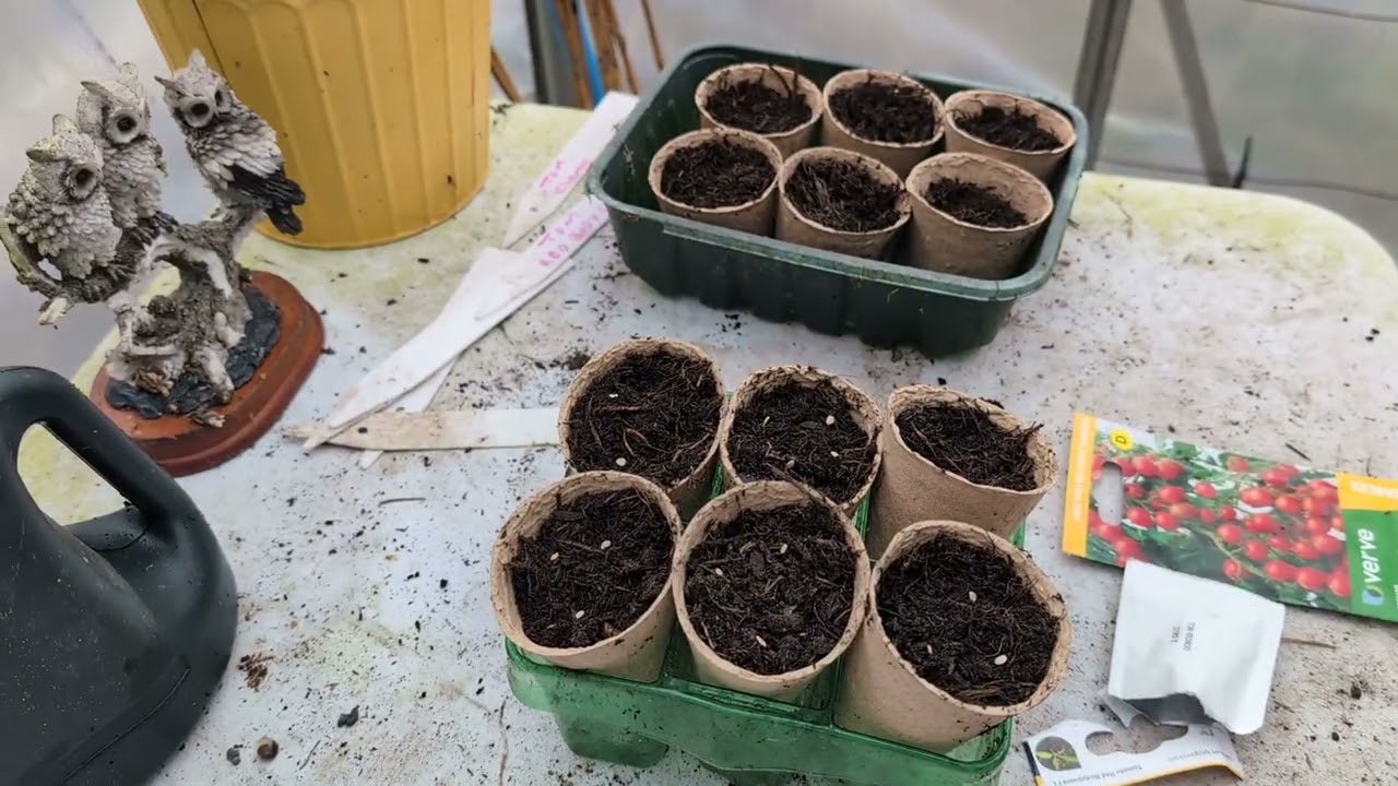 Sowing Cabbage Lettuce Tomatoes and more