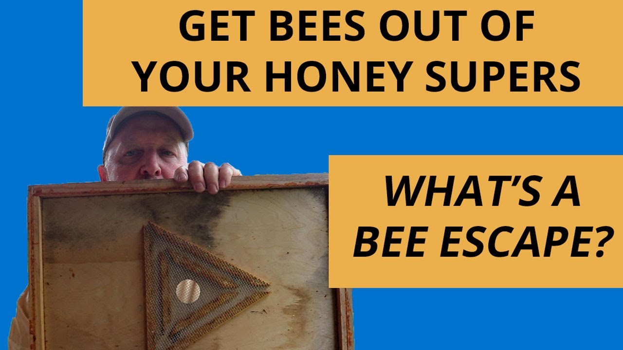 What Is A Bee Escape Board