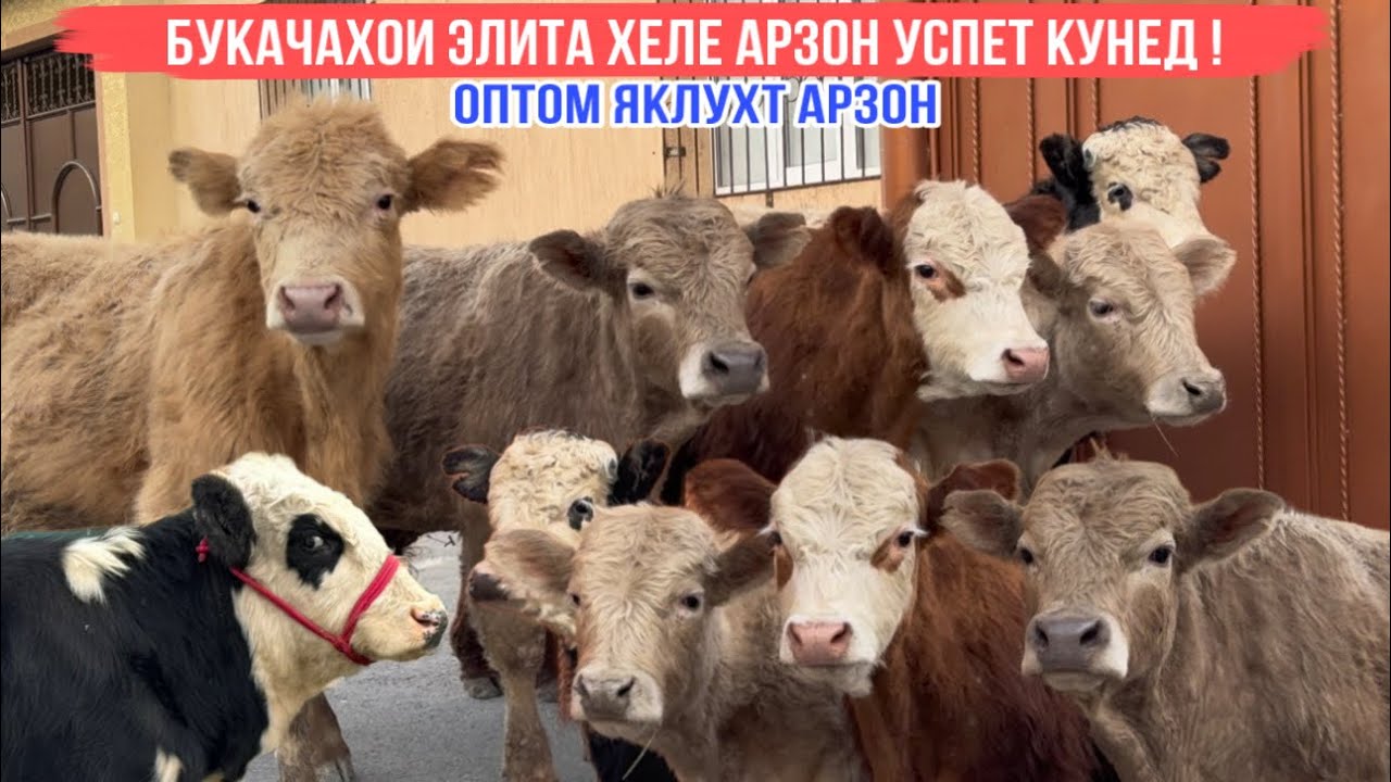 БУКАЧАХОИ ЭЛИТА ПРИВОЗНОЙ АРЗОН 🇷🇺19 февраля 2026 г.