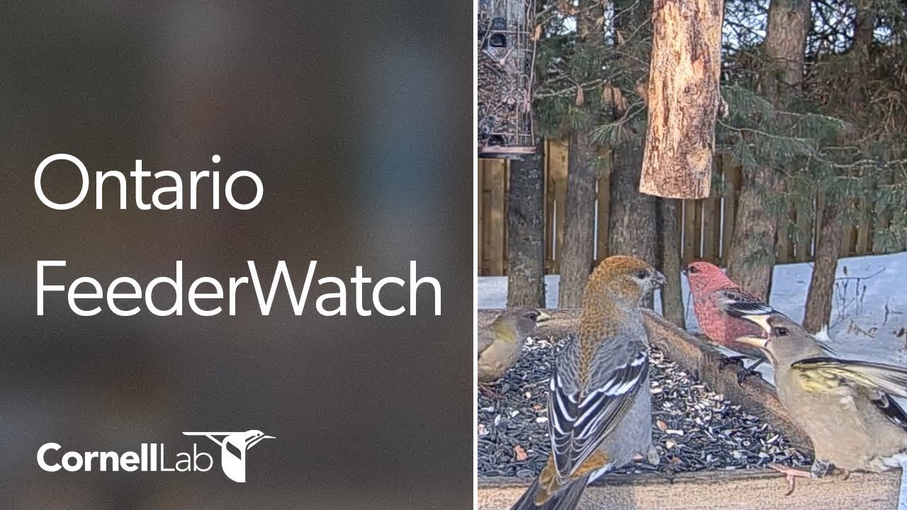 Live Winter Boreal Birds at the Snowy Ontario FeederWatch Cam! Cornell Lab