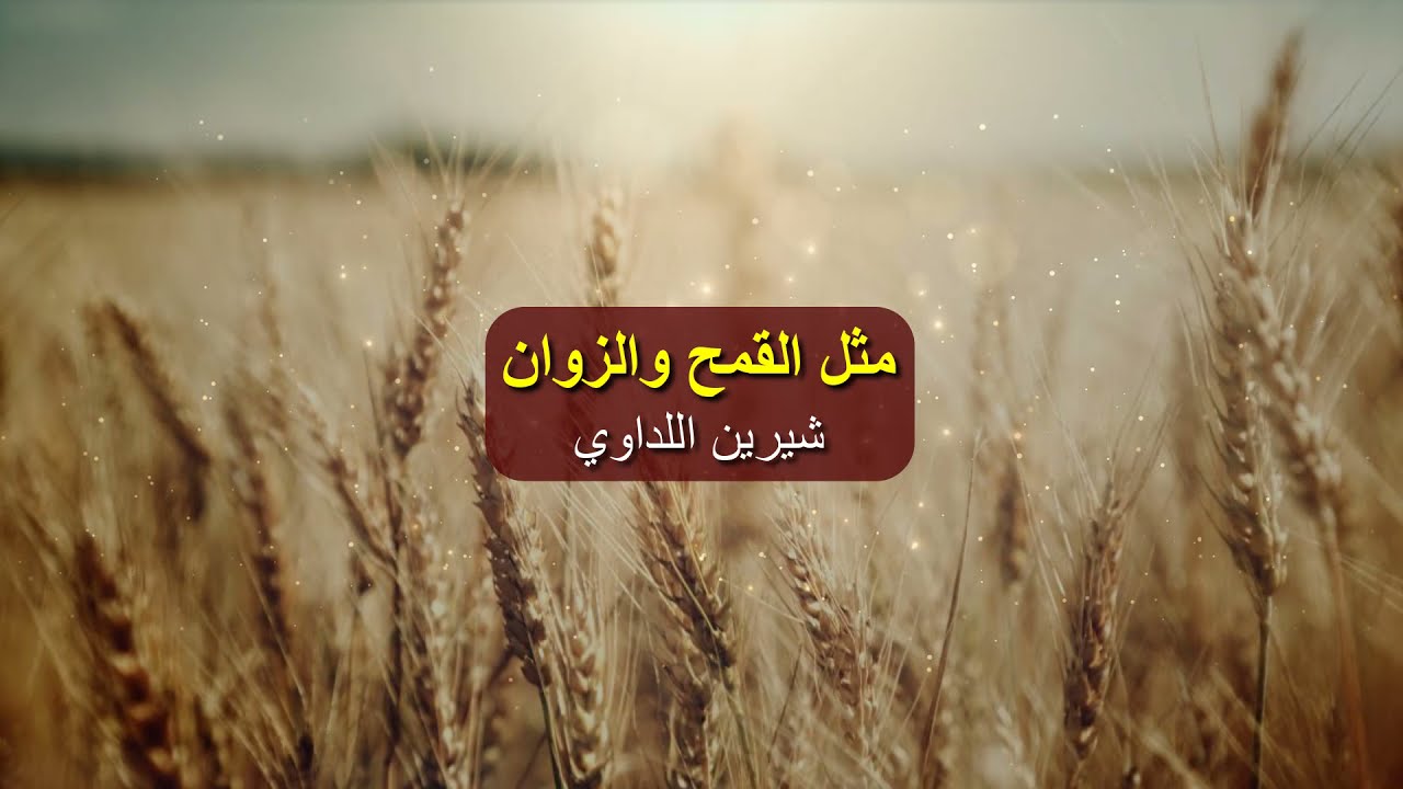 مثل القمح والزوان