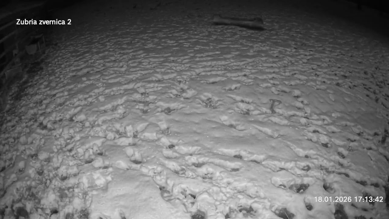 Zubria zvernica (cam213) 18.01.2026 o 