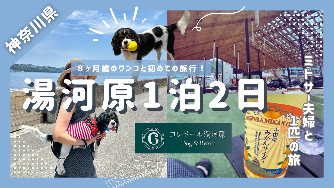 【神奈川 湯河原】ワンコと泊まれる温泉宿でゆるり。湯河原を大満喫の1泊2日夫婦旅｜湯河原旅行｜コレドール湯河原｜犬連れ旅｜パピー | ドッグラン | ミドサー夫婦旅