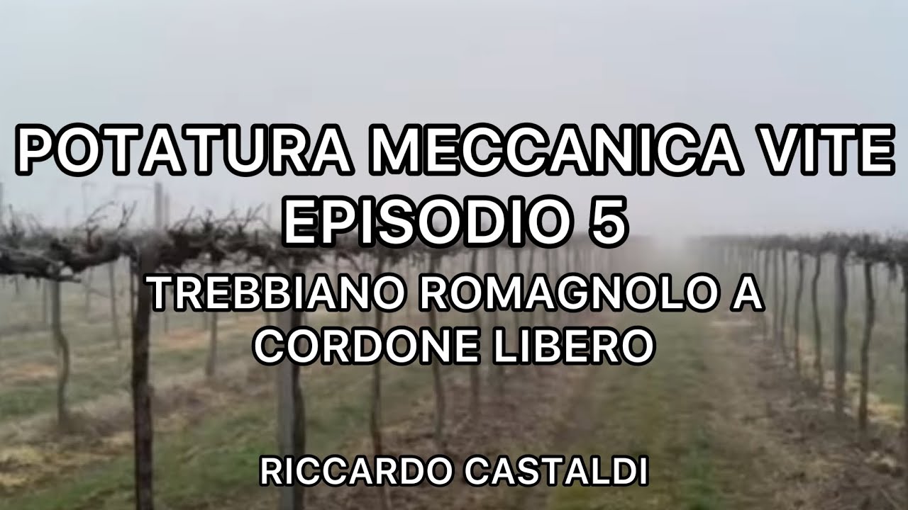 Vite. La potatura meccanica (episodio 5): T. romagnolo a cordone libero