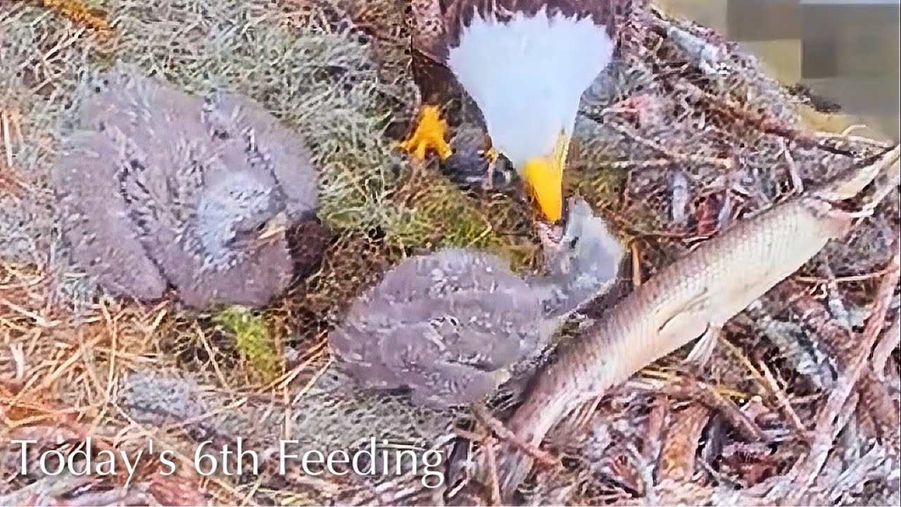 #182🦅🐥27°🐥22°／Winter Park Eagle Nest 2026／Against All Odds:One-Eyed Mom／by Winter Park Eagle Cam