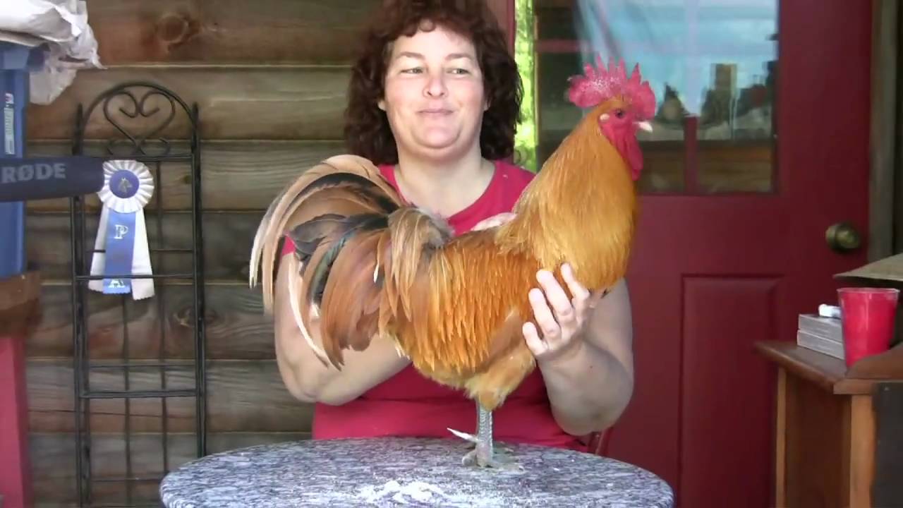 Becky's Homestead 25: All About Chickens