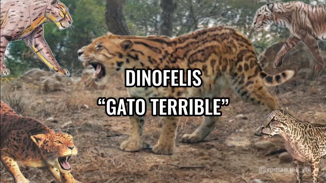TODO SOBRE DINOFELIS (EL GATO TERRIBLE) 🇬🇧🇿🇦🇺🇸🇨🇳