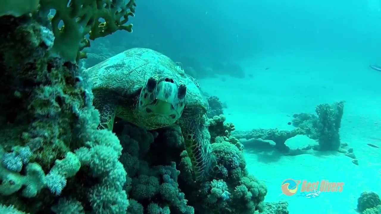 Najlepsze miejsca w Marsa Alam z Best Divers