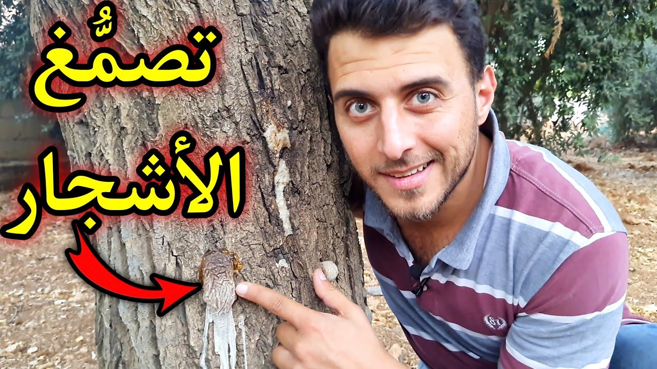 أسباب وعلاج تصمُّغ الأشجار 🌳🌴🌲