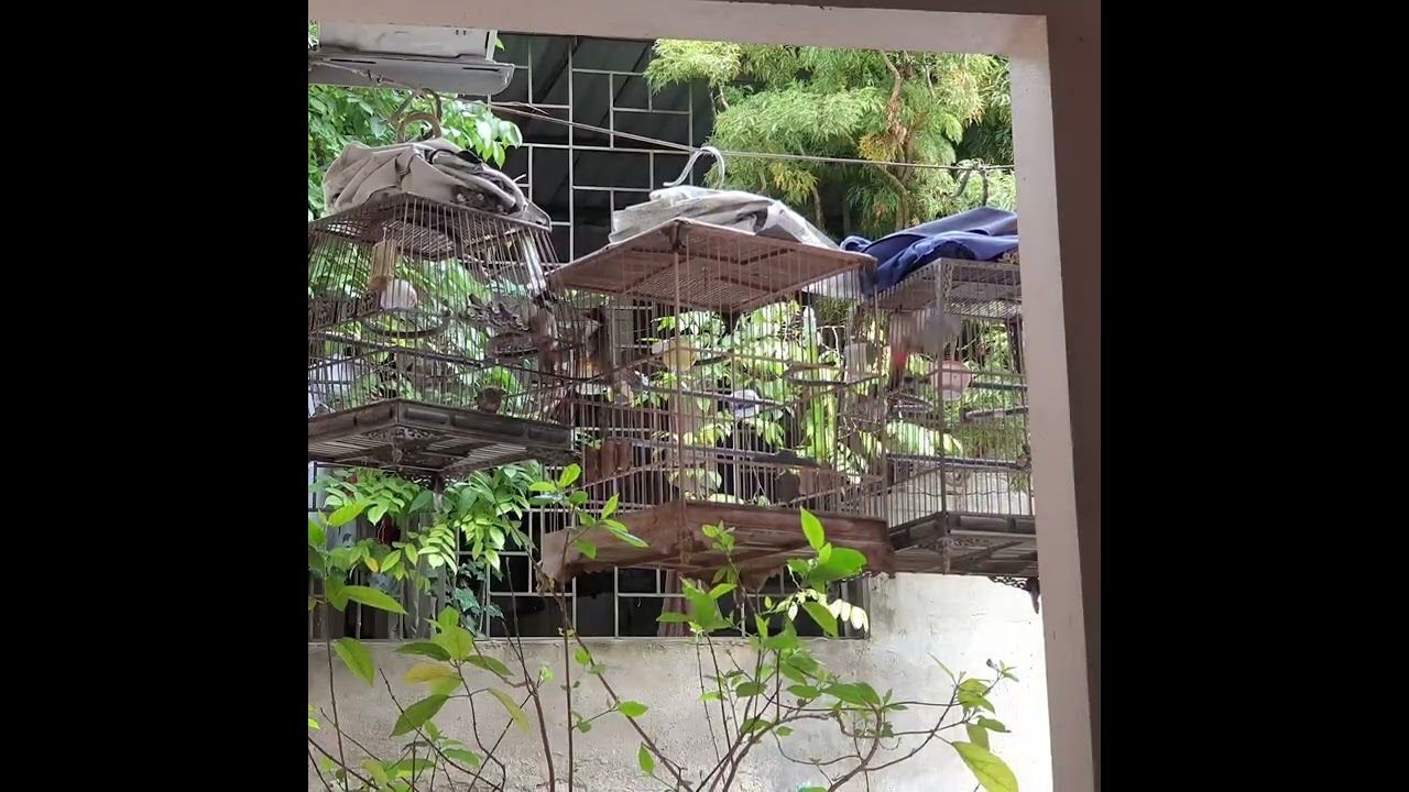 Kè chào mào cùi sáng 21/2/2026