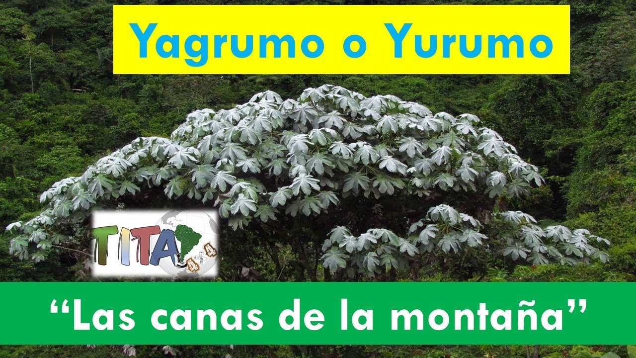Yarumo, Yagrumo o las canas de la montaña.