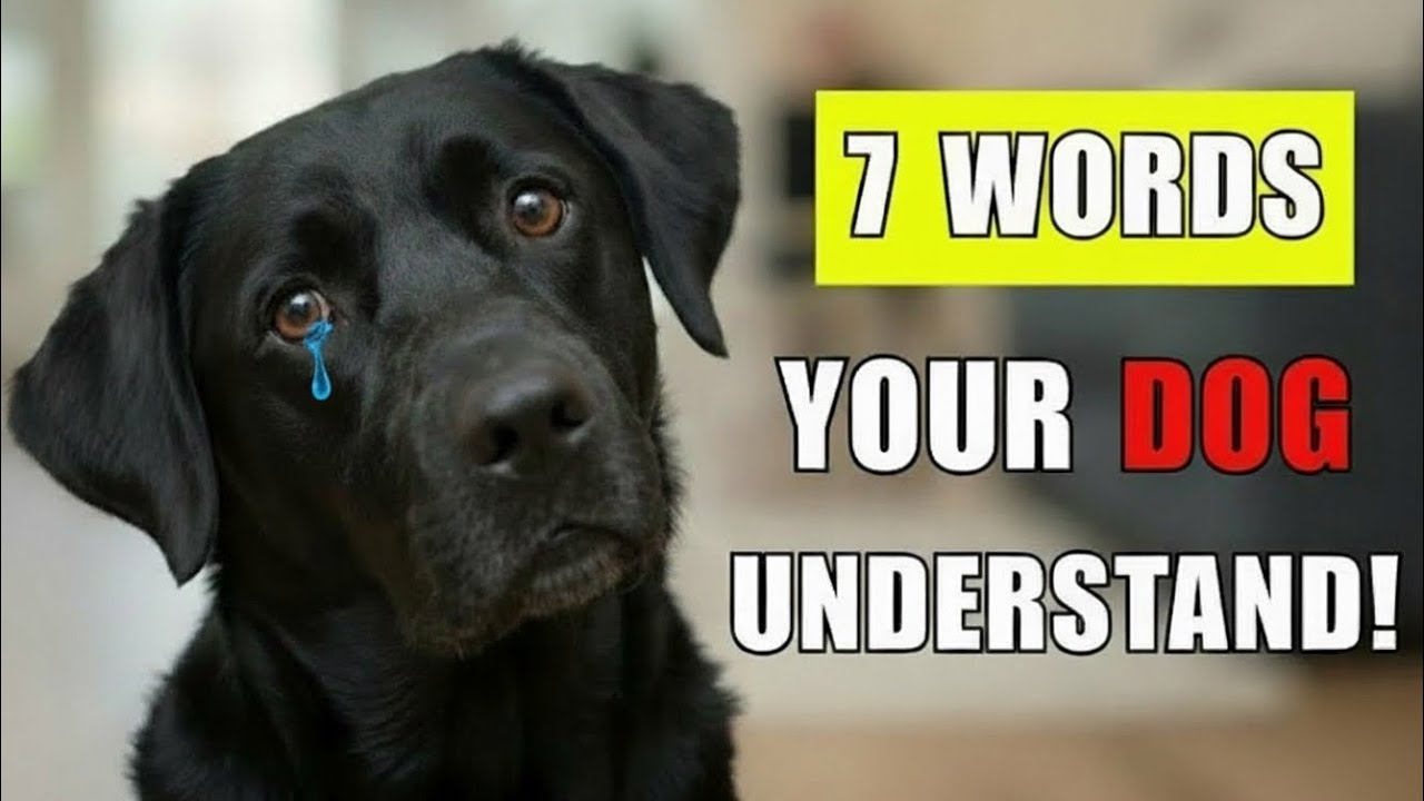 7 Words Your Dog Actually Understands — Number 3 Will Change Everything For You