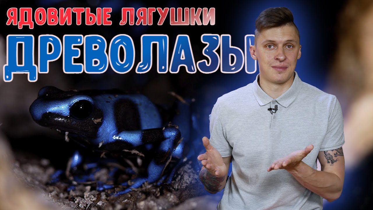 Лягушки древолазы. Домашние амфибии ядом которых индейцы убивали врагов.
