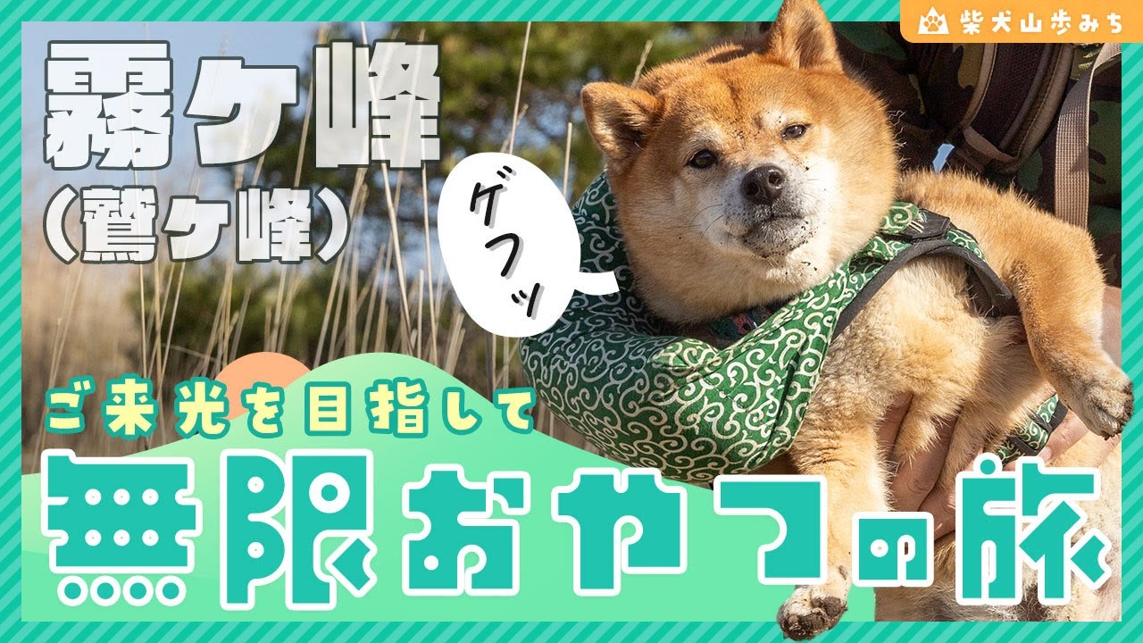 柴犬とご来光登山！ご褒美たくさんモグモグタイム｜信州・霧ヶ峰