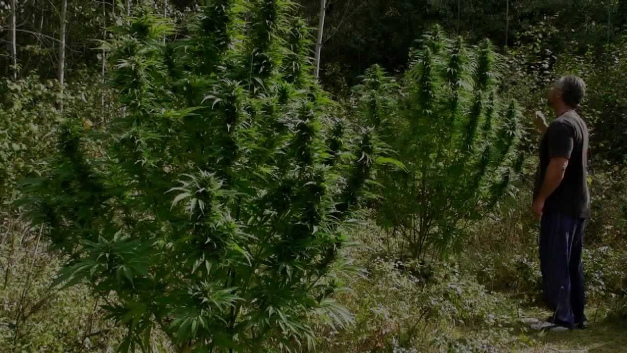Therapeutic With Browndirtwarrior