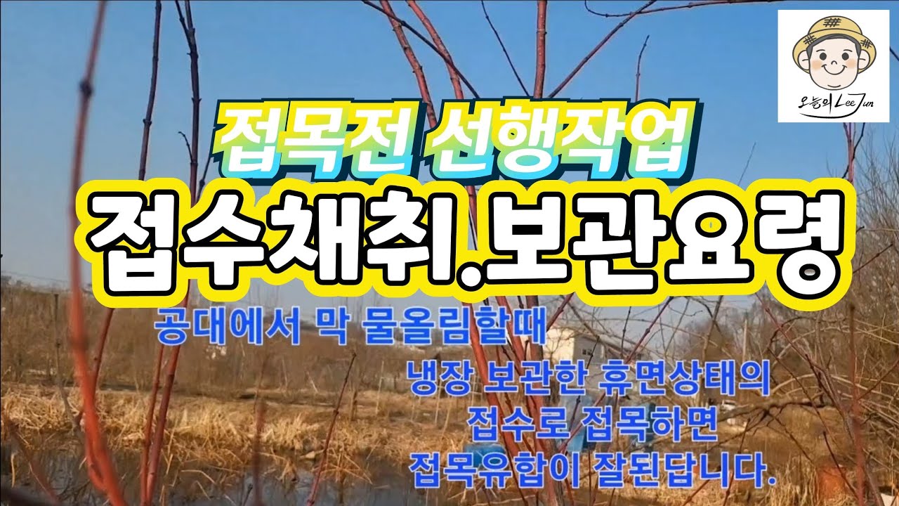 접목 접수채취.보관 요령! 접목전 선행작업이 왜 중요한가?