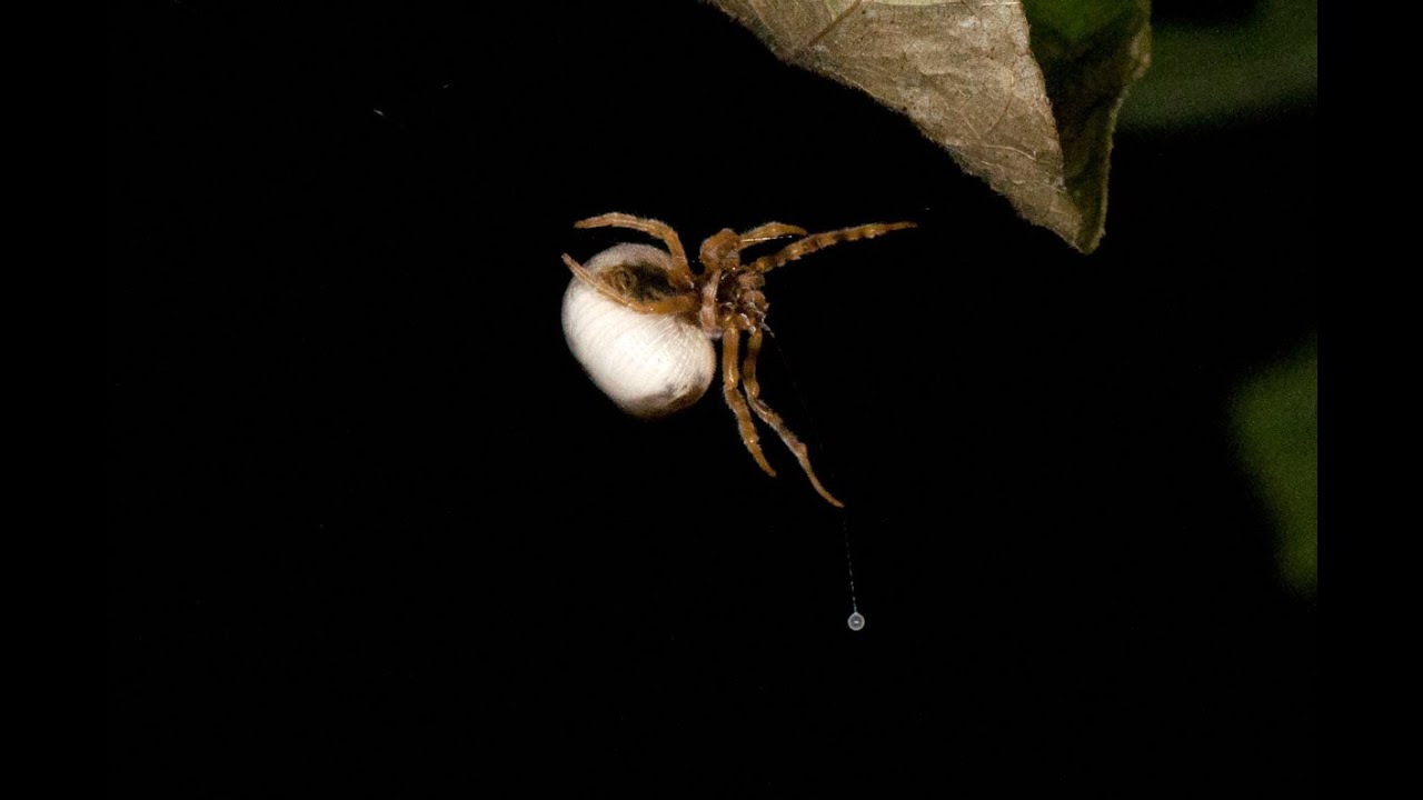 Cornfield Bolas Spider hunts