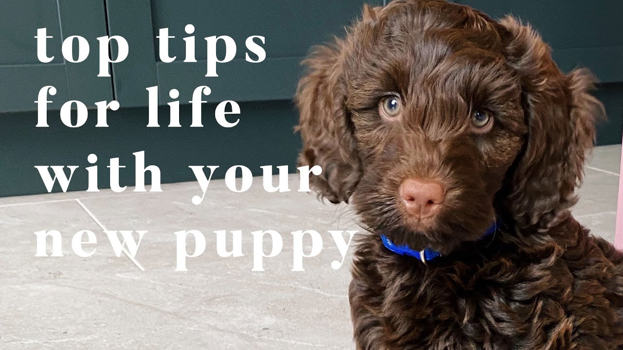 TOP TIPS FOR YOUR NEW PUPPY | FIRST WEEK WITH YOUR NEW PUPPY