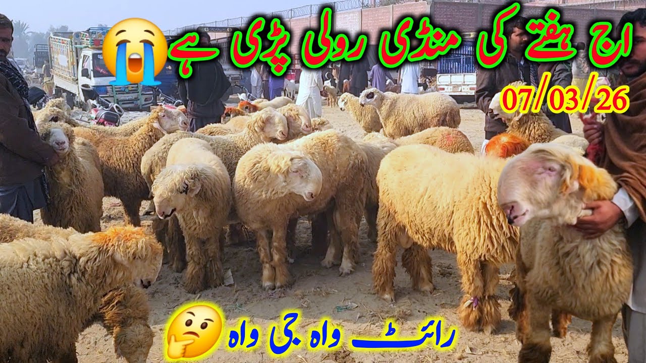 اج ہفتے کی منڈی رولی پڑی ہے سستے قربانی 2026 والے مندرے چھترے Malik Imran Goat Farm  7 March 2026