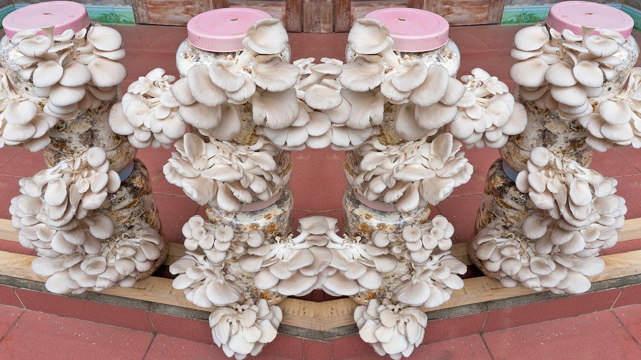Easy - how to grow oyster mushrooms at home and harvest every day