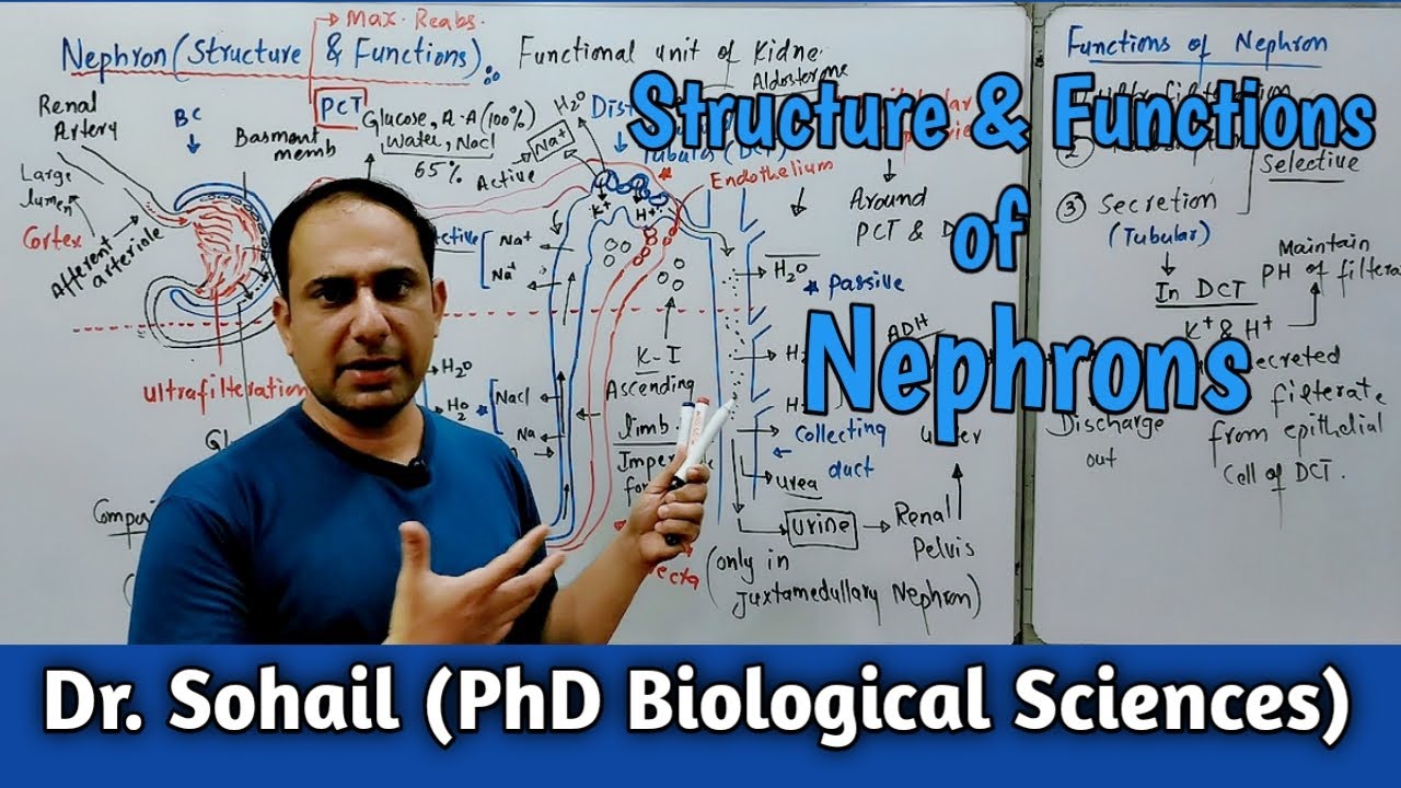 Nephrons: Structure & Functions | MDCAT Biology | NEET Biology | 12th Biology