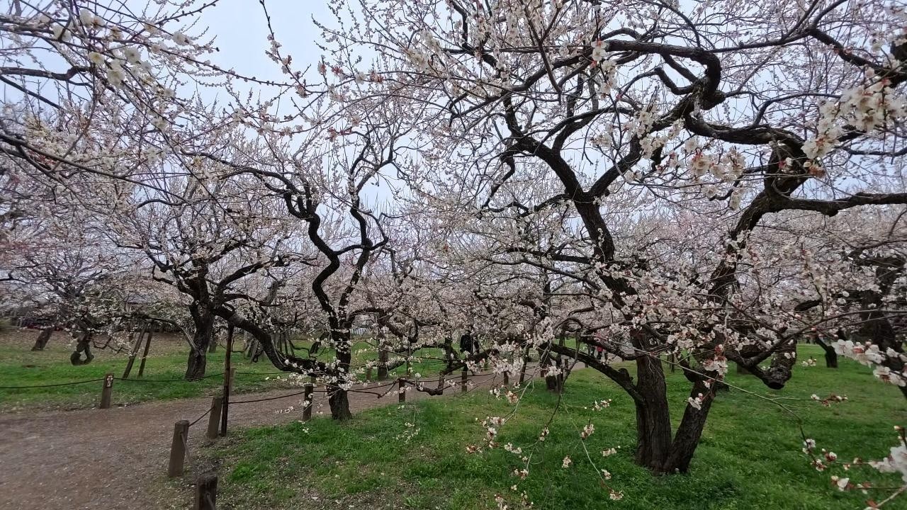 【水戸の梅まつり（東西梅林）】に行ってみた 4K（2026/03/02）