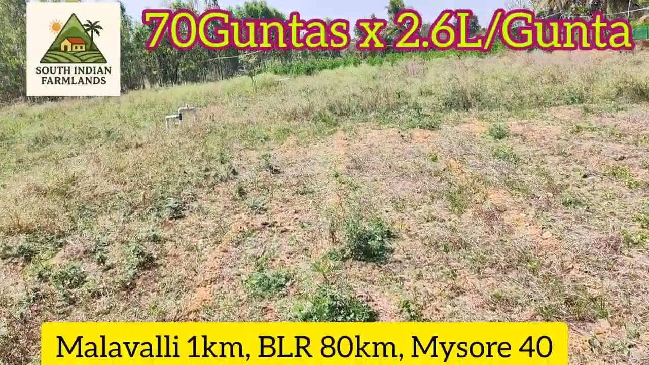 1Acre 30guntas of farmland for sale near Malavalli at 2.6L/Gunta(Final ) ping on 8152943766