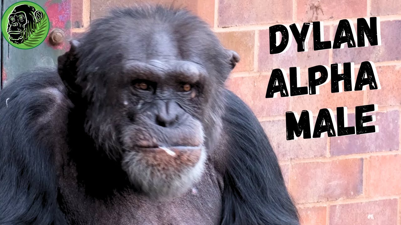 Dylan The Alpha Male Chimpanzee