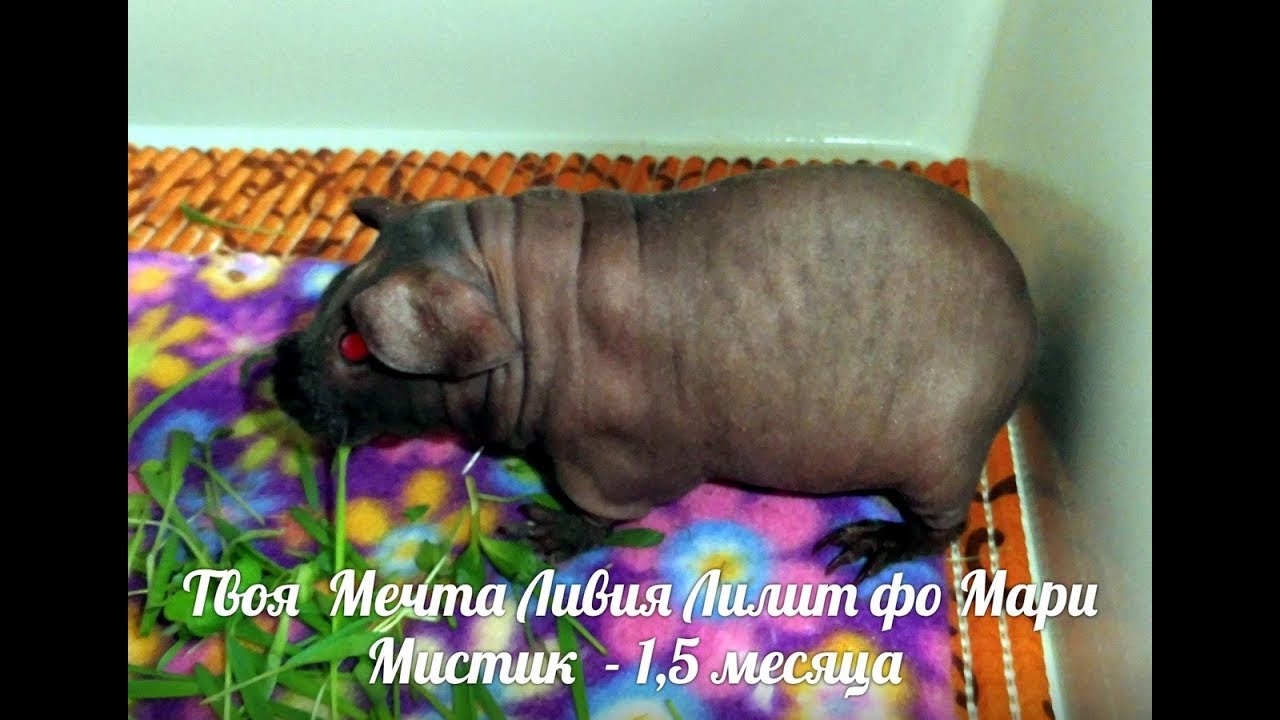 МОРСКАЯ СВИНКА  СКИННИ - ЛИЛЯ - СМЕШНО ЕСТ ТРАВКУ ( ПИТОМНИК 