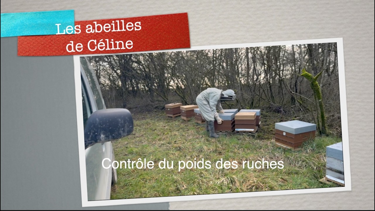 7 février 2026 Contrôle du poids des ruches #apiculture #beekeeping #candi