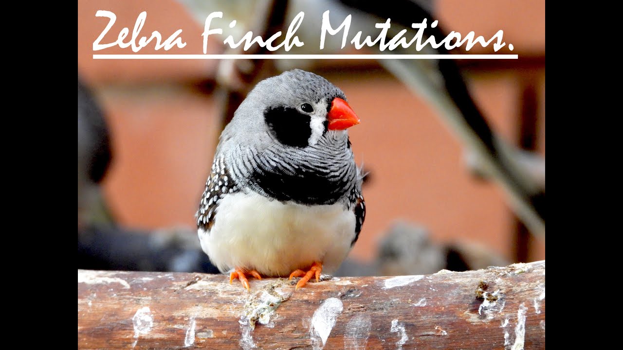 Zebra Finch Mutations