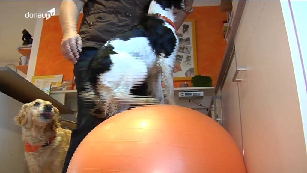Hundetherapie - geschulte Reaktionen von Vierbeinern gefragt