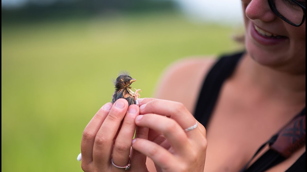 University of New England research is helping Vermont farmers and grassland birds co-exist