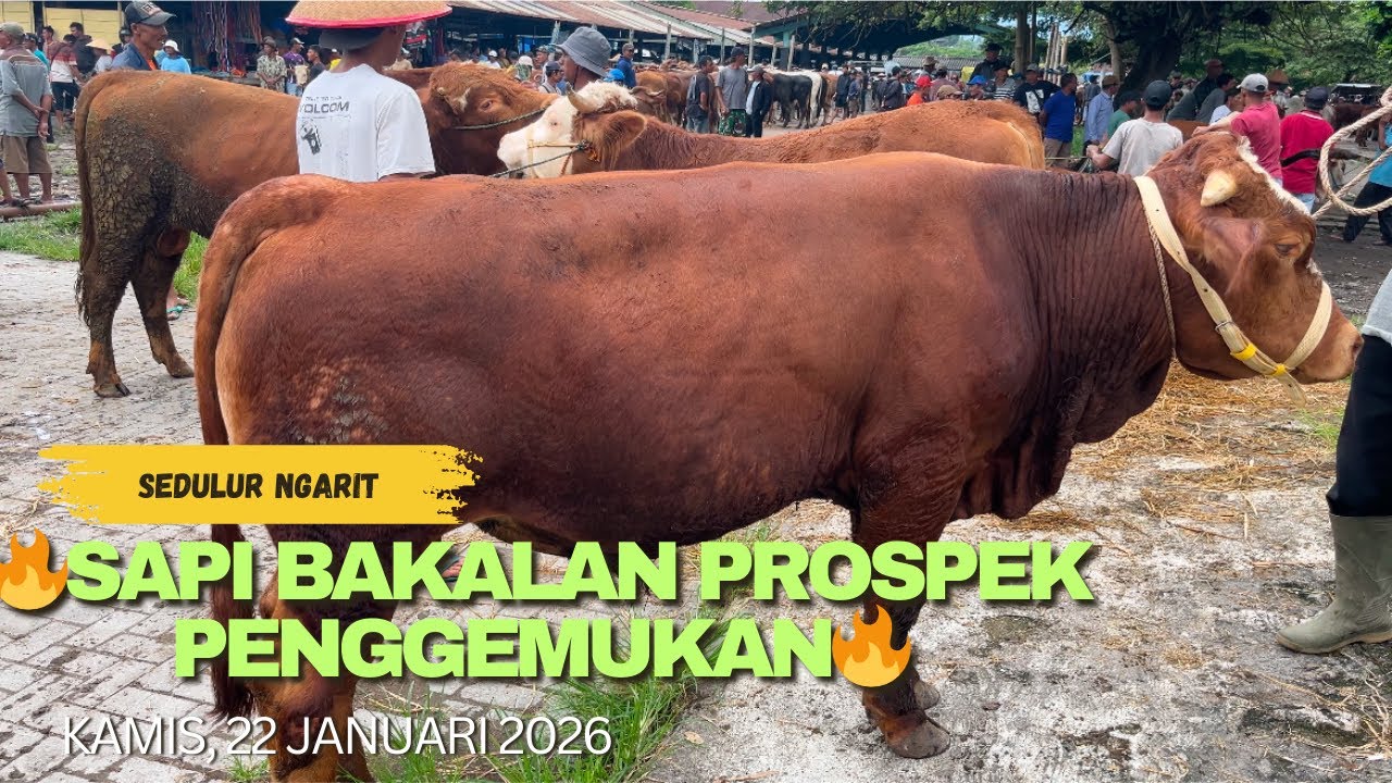 🔥SAPI BAKALAN PROSPEK PENGGEMUKAN🔥‼️‼️