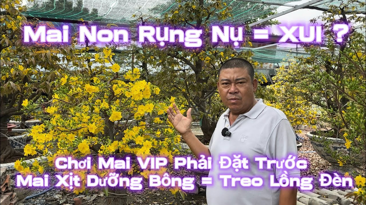 🐉Mai Rụng Nụ Là Xui ?Chơi Mai VIP Phái Đặt Trước|Mai xịt dưỡng bông bị treo lồng đèn?|Vùng Đất Rồng 