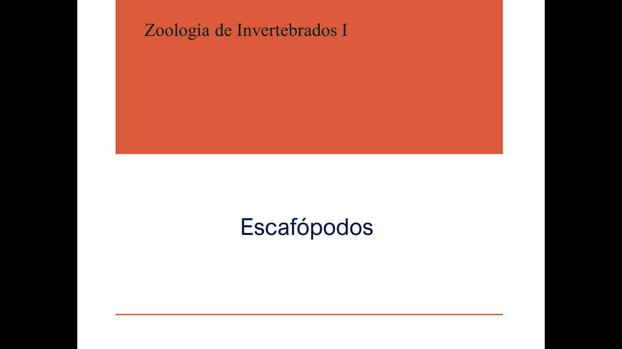 Escafópodos