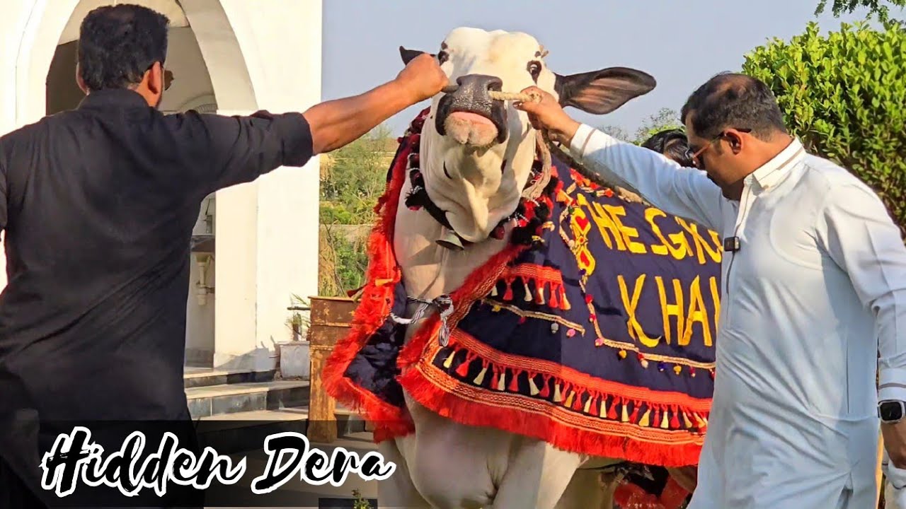 Hidden Beauties In Islamabad 😲 - 16 Years Old Shoq - Sheikh Shehroz Cattle - Bakraeid 2025