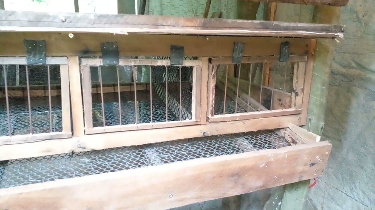 Construindo gaiola de madeira para codornas