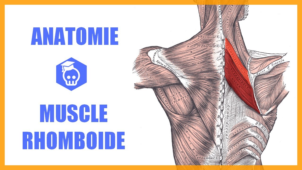 Anatomie du Muscle Rhomboïde et Scapula Alata Dynamique