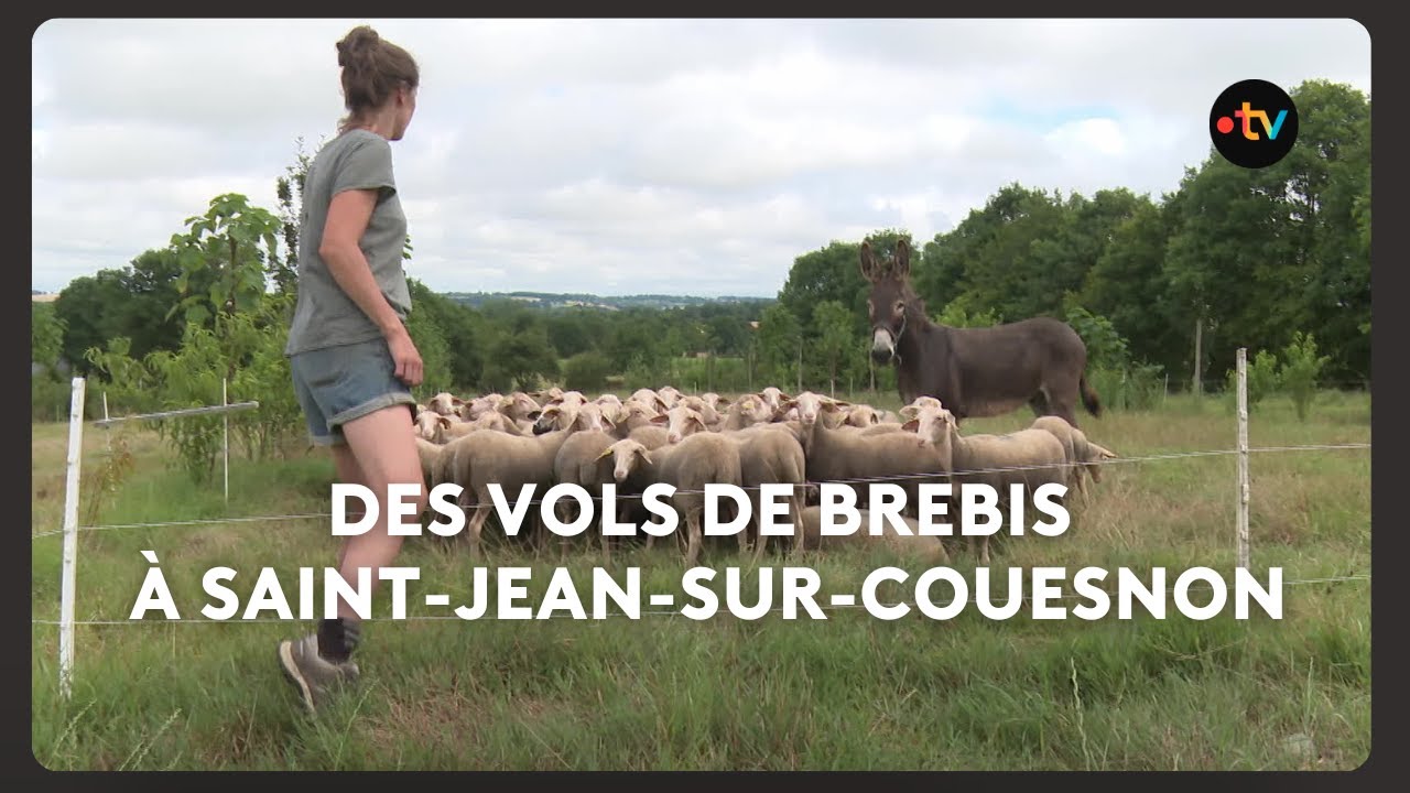 Des vols de brebis à Saint-Jean-Sur-Couesnon