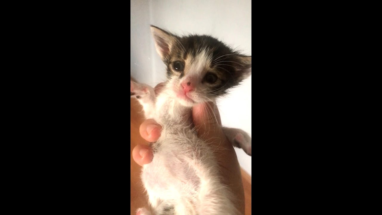 Bebek Kedi miyav miyav | Annesiz Yavru Kedi Bakımı